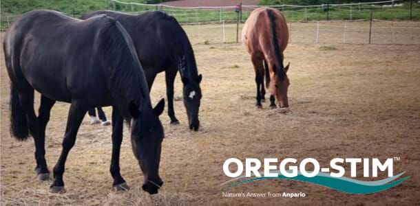 Testimonial: Lorna found Orego-Stim Equine greatly supported her horse's health after suffering a worm problem 